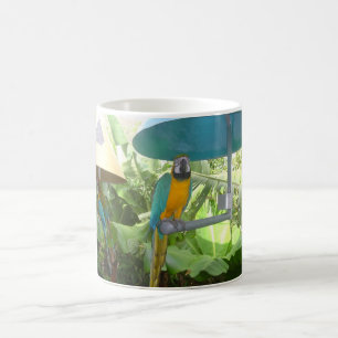 Taza De Café Loro bonito