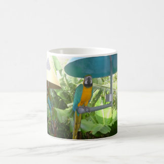 Taza De Café Loro bonito