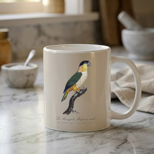 Taza De Café Loro Macho de Cabeza Negra, Pionites Melanocephalu
