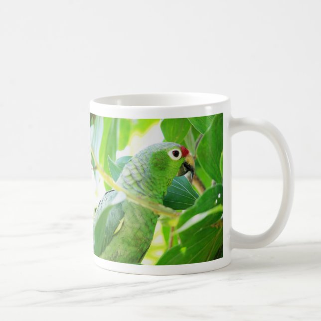 Taza De Café Loro, Río Chagres, Panamá (Derecha)