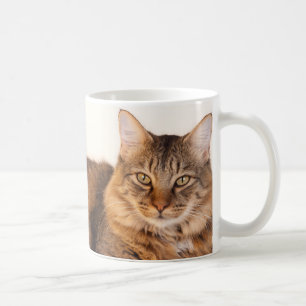 Taza De Café Maine Coon Kitty