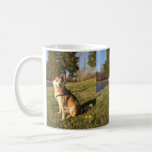 Taza De Café Malamute de Alaska