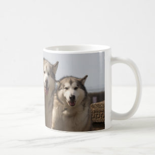 Taza De Café Malamutes de Alaska