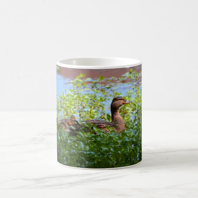 Taza De Café Mallard y Ducklings-Natación por Shirley Taylor (Centro)