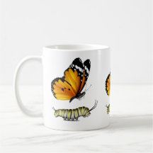Mariposa y oruga