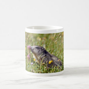 Taza De Café Marmota alpina cerca de la flor