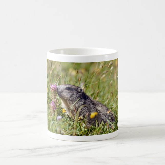 Taza De Café Marmota alpina cerca de la flor (Centro)