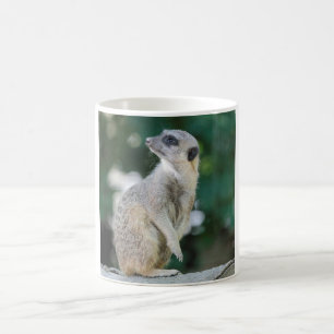 Taza De Café Meerkat_2015_0103