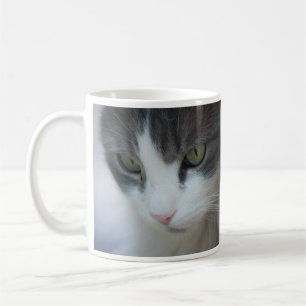 Taza De Café Mirando gatos en blanco y tabby