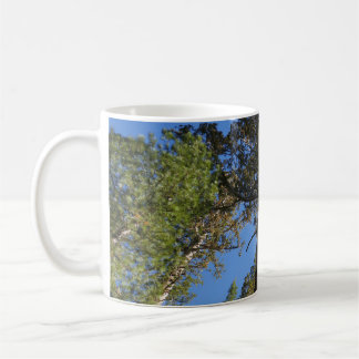 Taza De Café Mirando hacia arriba en Mariposa Grove