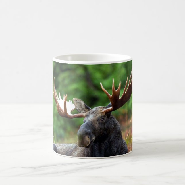 Taza De Café Moose Coffee Mug (Centro)