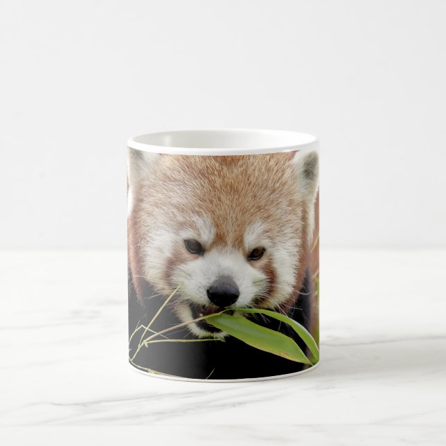 Taza De Café Mug Foto panda roja , animales. (Centro)