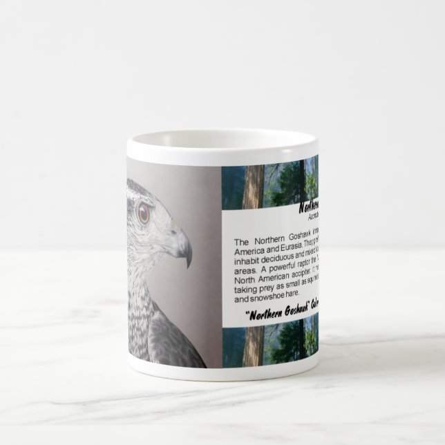 Taza De Café Mug Goshawk (Centro)