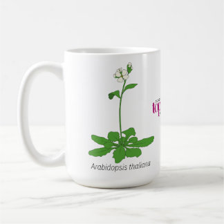 Taza De Café Mugre de Arabidopsis