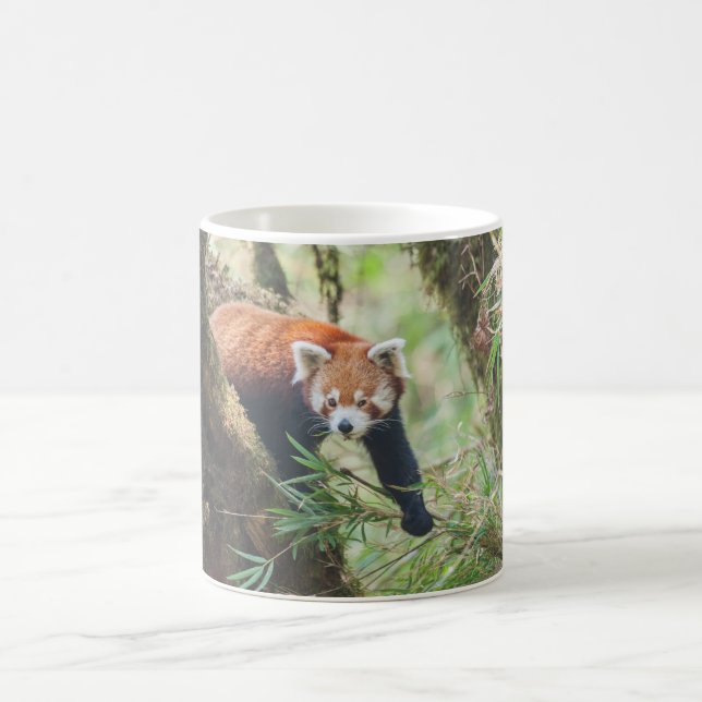 Taza De Café Muñeca Panda Roja (Centro)