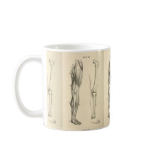 Músculos de la anatomía el | del vintage y