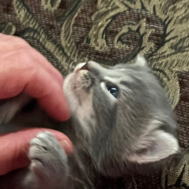 Taza De Café My Cat Is Better Behaved, Cat Coffee Mug