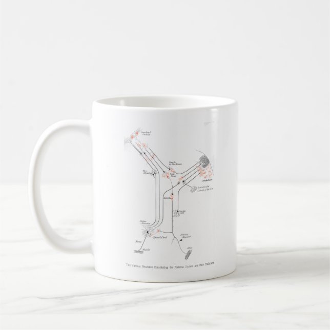 Taza De Café Neuronas del Cerebro Sintonías Anatomía Mug (Izquierda)