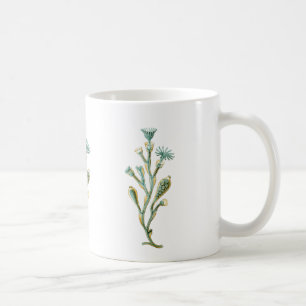 Taza De Café Obelia (medusas)