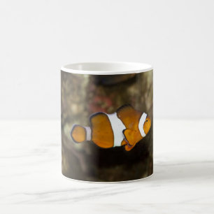 Taza De Café Ocellaris Clowfish