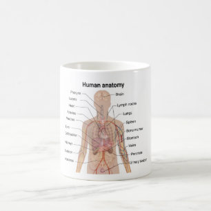 Taza De Café Organismos internos Organismos humanos anatomía co