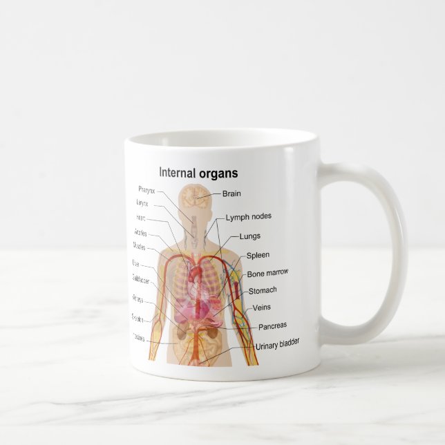 Taza De Café Órganos internos importantes en la carta del (Derecha)