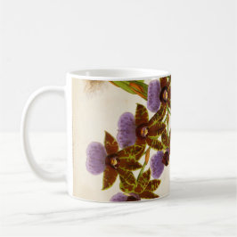 Taza De Café Orquídeas Vintage Lindenia Zygopetalum Gautieri