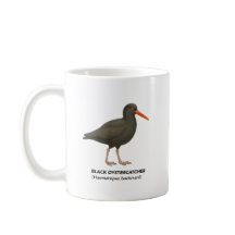 Oystercatcher negro - Aves de California