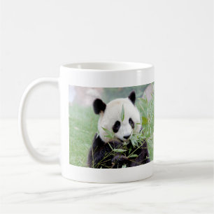Taza De Café Panda, el gigante de las fotos. Panda geant.