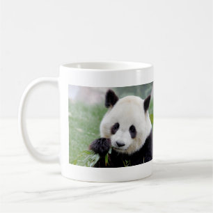 Taza De Café Panda, el gigante de las fotos. Panda geant.