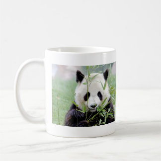 Taza De Café Panda gigante de la foto, animales 0004.