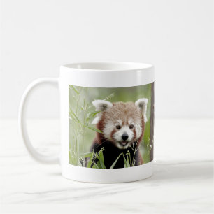 Taza De Café Panda rojo con fotos de tazas. Panda roux. animale