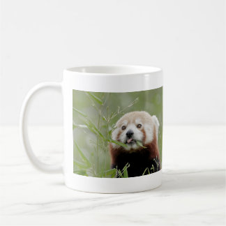 Taza De Café Panda rojo con fotos de tazas. Panda roux. animale