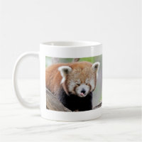 Panda rojo con fotos de tazas. Panda roux. animale