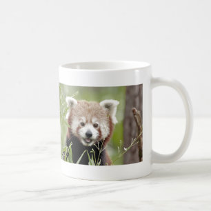 Taza De Café Panda rojo Mug Photo , animales 0400.