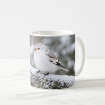 Pardillo de Navidad de Invierno