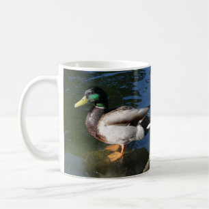 Taza De Café Pato mallard