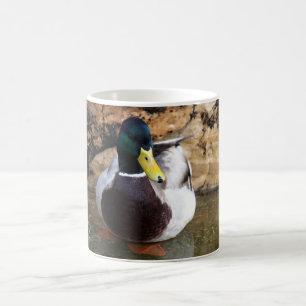 Taza De Café Pato masculino del pato silvestre