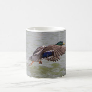 Taza De Café pato silvestre en vuelo