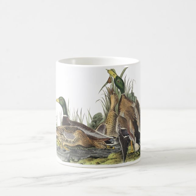 Taza De Café Pato silvestre, Juan Audubon (Centro)