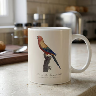 Taza De Café Perico Sol, Aratinga Solstitialis
