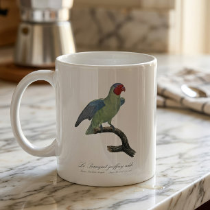 Taza De Café Perroquet geoffroy macho / Loro con mejillas rojas