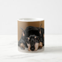 Pin del minuto del Pinscher miniatura aka