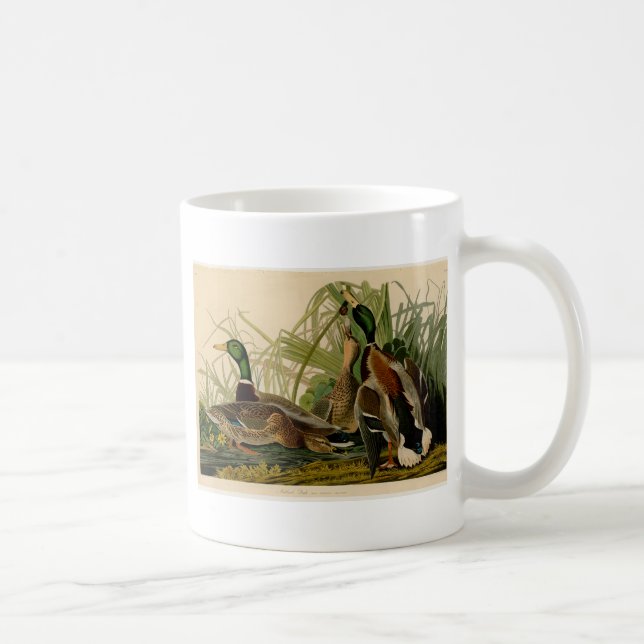 Taza De Café Pintura de pájaro de Mallard Duck Audubon (Derecha)