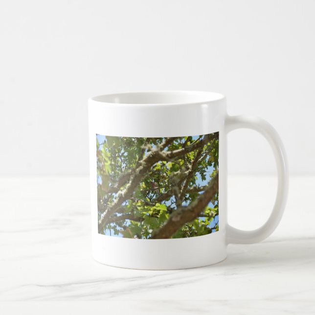 Taza De Café Pinzón vulgar (Derecha)