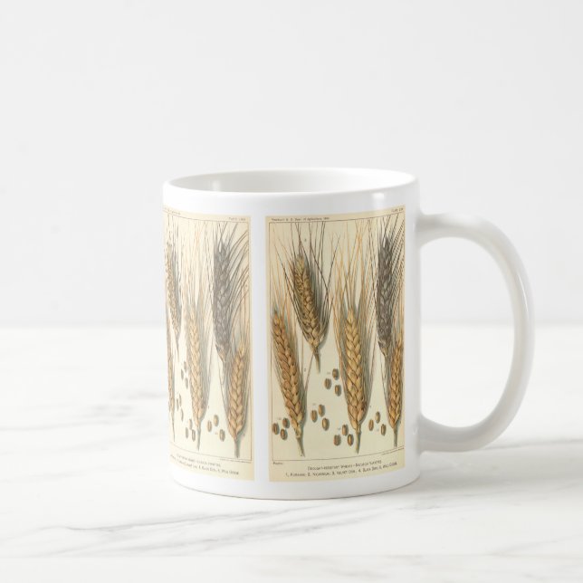 Taza De Café Planta de trigo resistente a la sequía, agricultur (Derecha)