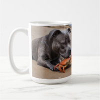 "Playside Pals: un Staffy y su compañero de cangre
