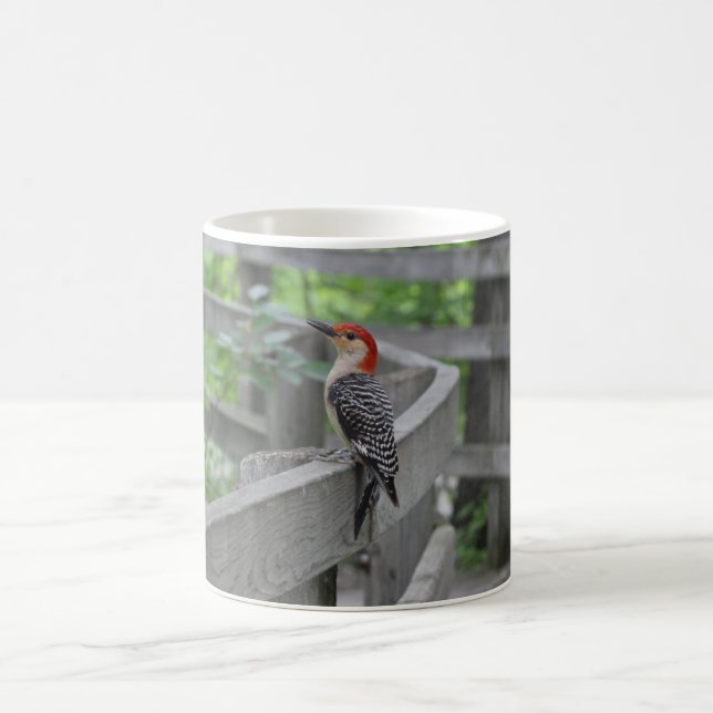 Taza De Café Pleostomus panus (Centro)