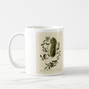 Taza De Café Pollos y bohtit, aves de América de Audubon