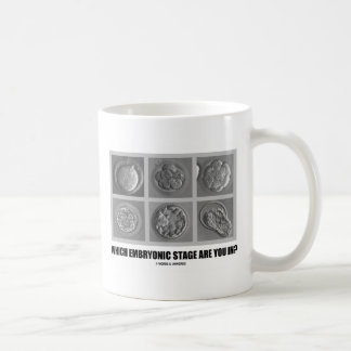 Taza De Café ¿Qué etapa embrionaria está usted adentro?